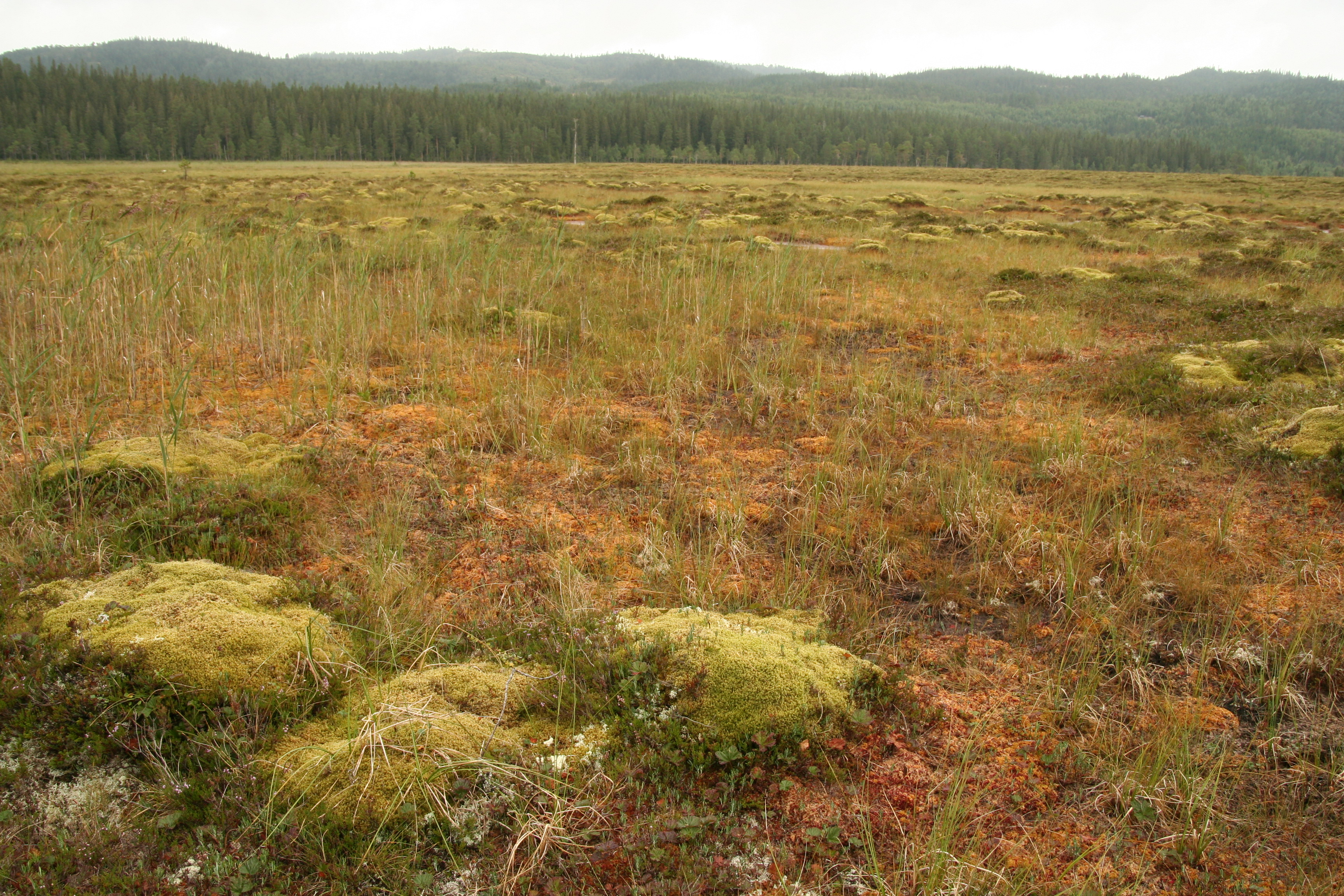 Budoucí úbytek a změna rozšíření ekosystému ombrotrofních vrchovišť způsobený klimatem a důsledky pro ochranu, obnovu a ukládání uhlíku (BogShift)